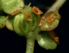 Hydrocotyle vulgaris