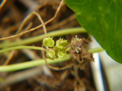 Hydrocotyle vulgaris