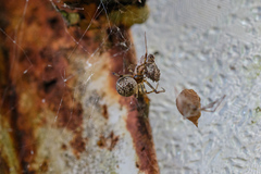 Parasteatoda simulans