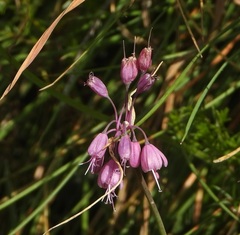 Allium carinatum pulchellum