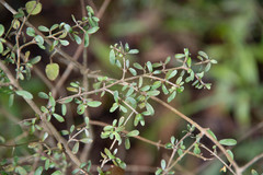 Coprosma rigida