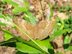 Euthalia aconthea