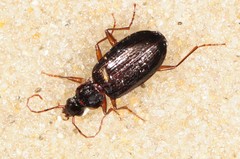 Platynus cincticollis