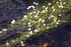 Ranunculus fluitans