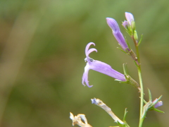 Lobelia urens