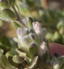 Gnidia nodiflora