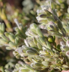 Gnidia nodiflora