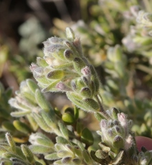 Gnidia nodiflora