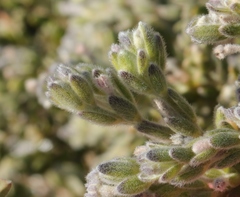 Gnidia nodiflora