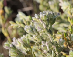 Gnidia nodiflora