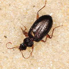 Platynus cincticollis
