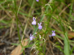 Lobelia urens