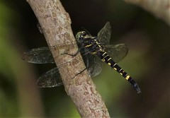 Onychothemis tonkinensis
