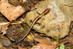 Scincella formosensis