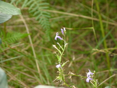 Lobelia urens