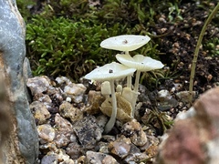 Leucocoprinus brebissonii