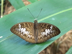 Tanaecia pelea