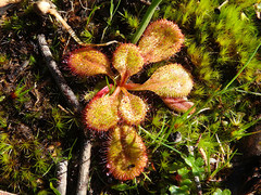 Drosera praefolia