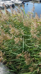 Phragmites australis