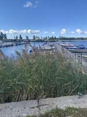 Phragmites australis