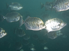 Selenotoca multifasciata