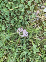 Achillea millefolium