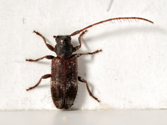 Exocentrus lusitanus