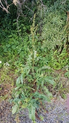 Rumex