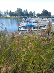 Phragmites australis