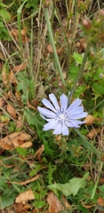 Cichorium intybus