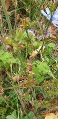 Cichorium intybus