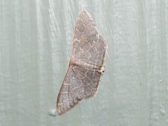Idaea coercita