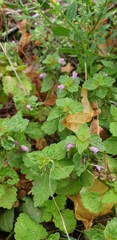Lamium purpureum