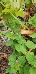 Lamium purpureum