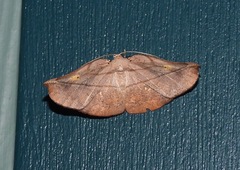 Xenomusa metallica