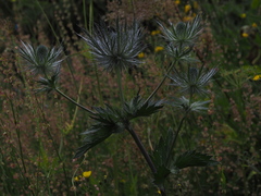 Eryngium alpinum