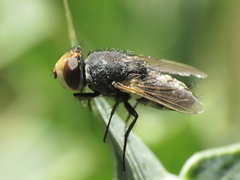 Miltogramma aurifrons