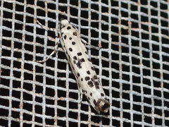 Yponomeuta pustulellus