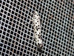 Yponomeuta pustulellus