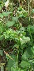 Solanum nigrum