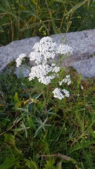 Achillea millefolium
