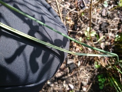 Juncus procerus