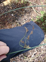 Juncus procerus