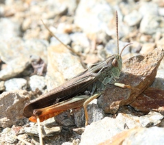 Stenobothrus rubicundulus