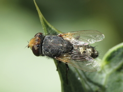 Miltogramma aurifrons