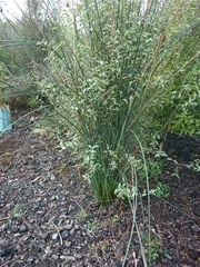 Juncus procerus