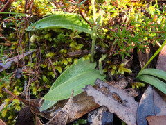 Glossodia major