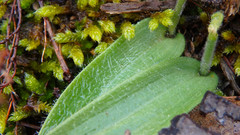 Glossodia major