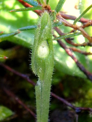 Glossodia major