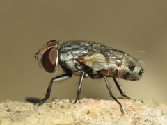 Miltogramma oestracea